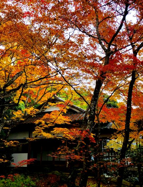日本京都岚山竹林与古寺旁深秋红叶交错景色