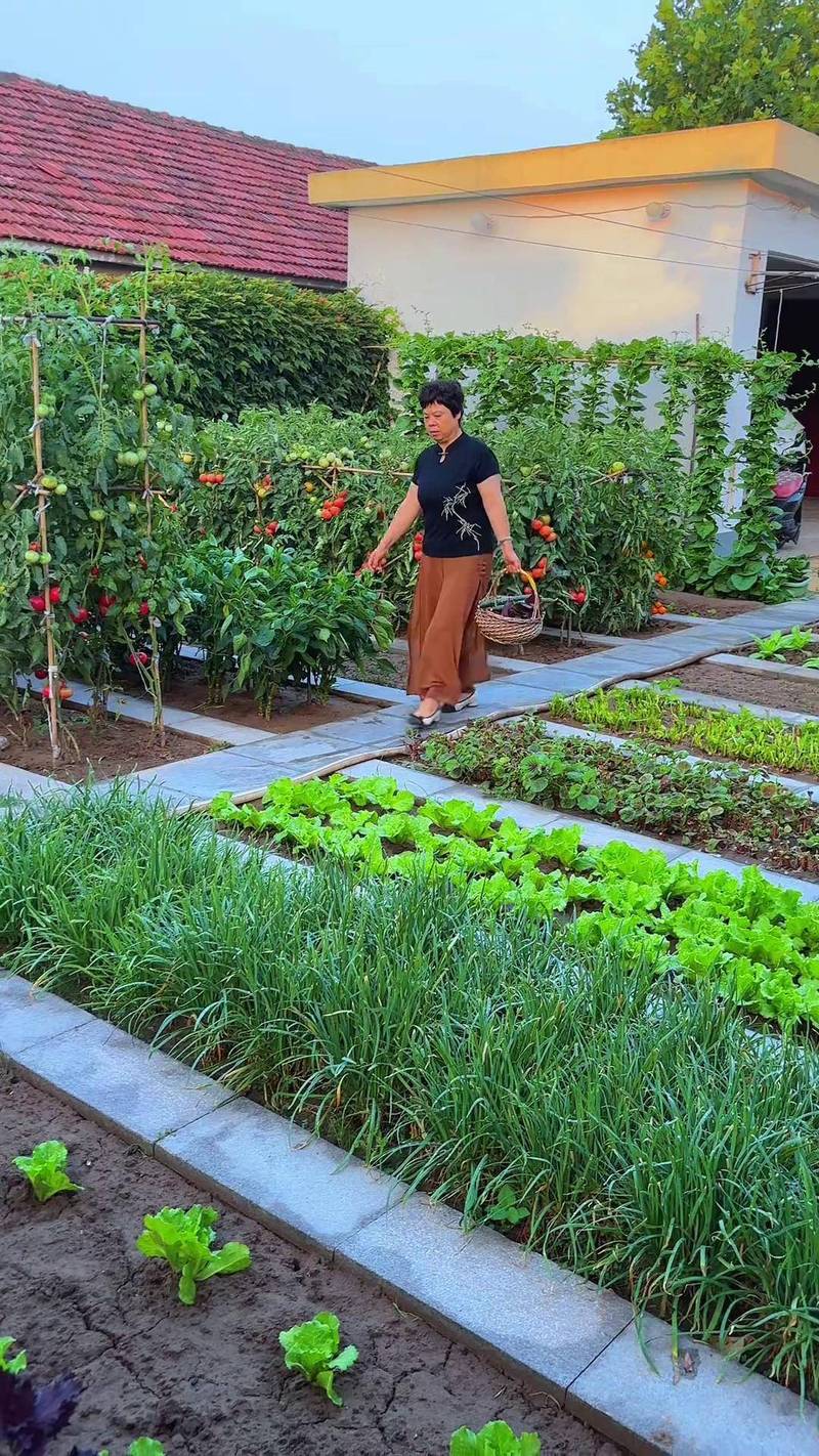 中老年庭院种菜休闲锻炼日常