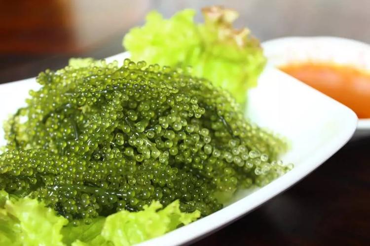 海藻:那些年我们吃过的海洋蔬菜,你真的懂它吗?-因为所以