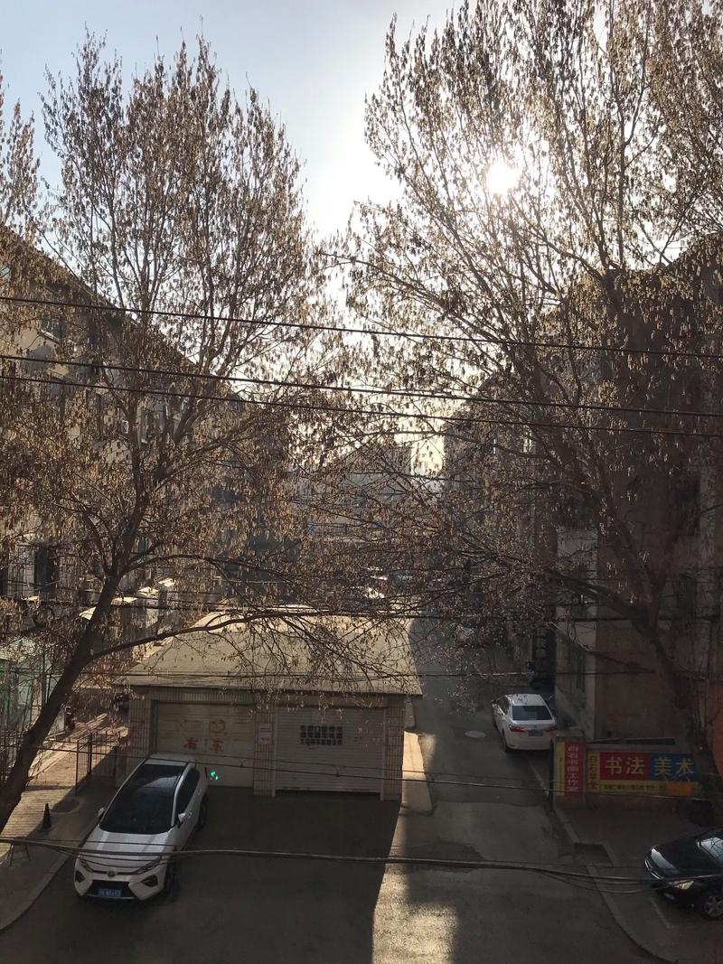 喀什7路公交窗外白杨树