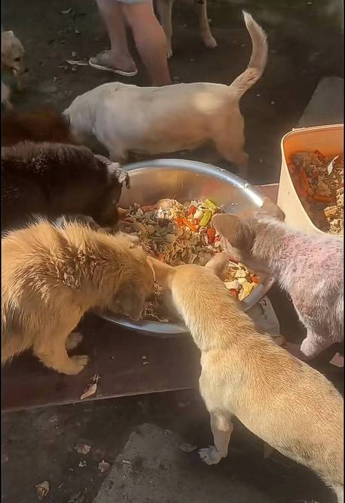 剩饭真的是宠物喂养的洪水猛兽吗?