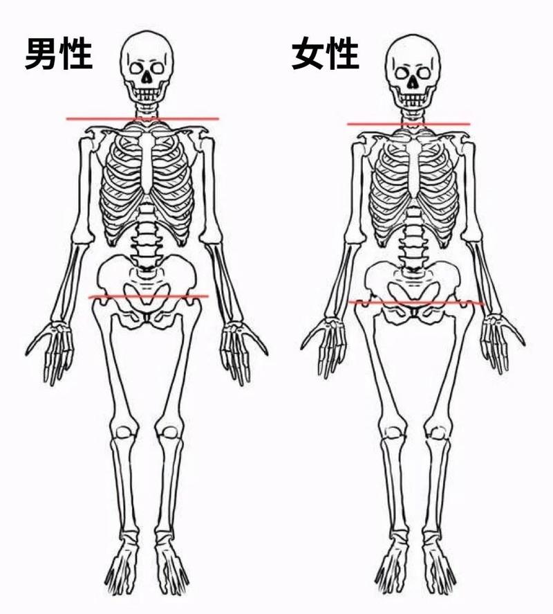 儿童与成人人体骨骼数量对比示意图