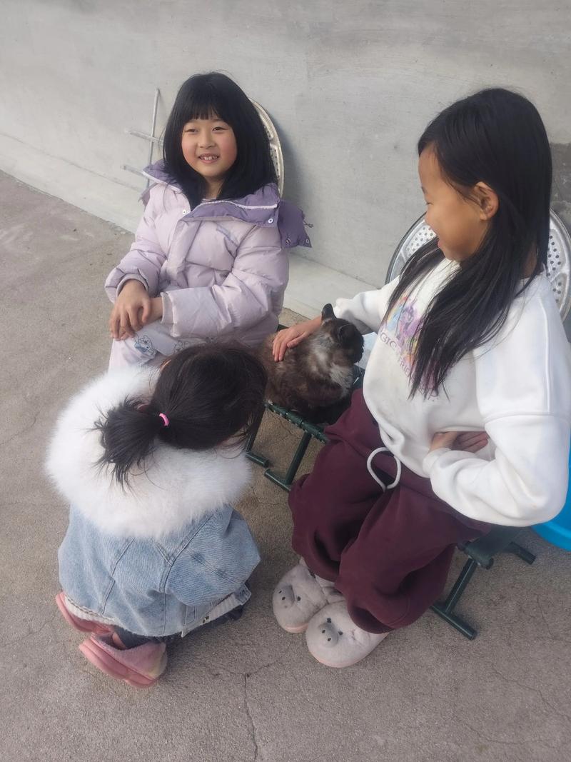 蹲在小区路边观察三花猫的5岁小女孩