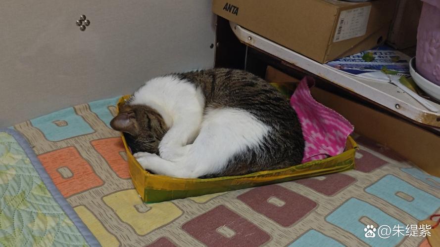 猫咪蜷缩在快递纸箱里，眼神警惕又舒服