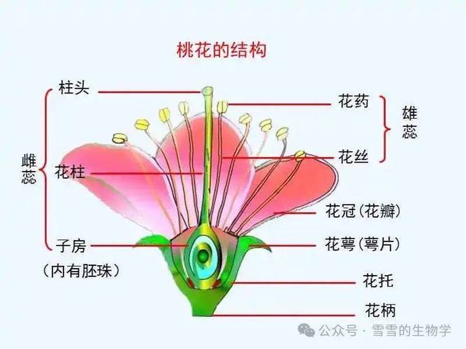 初中生物实验桃花结构解剖实拍图