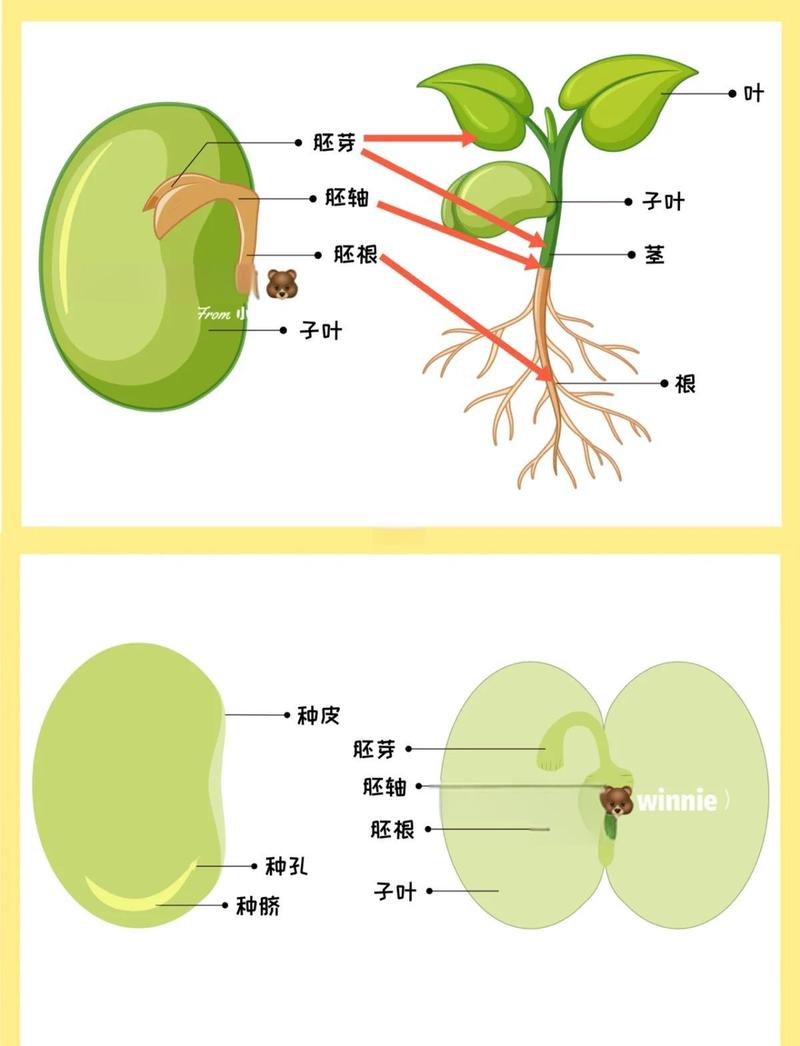豆荚：从餐桌到外星人，这个壳里装的不只是豆子-因为所以