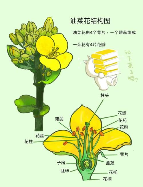 初中生物实践课解剖油菜花雌蕊实景图
