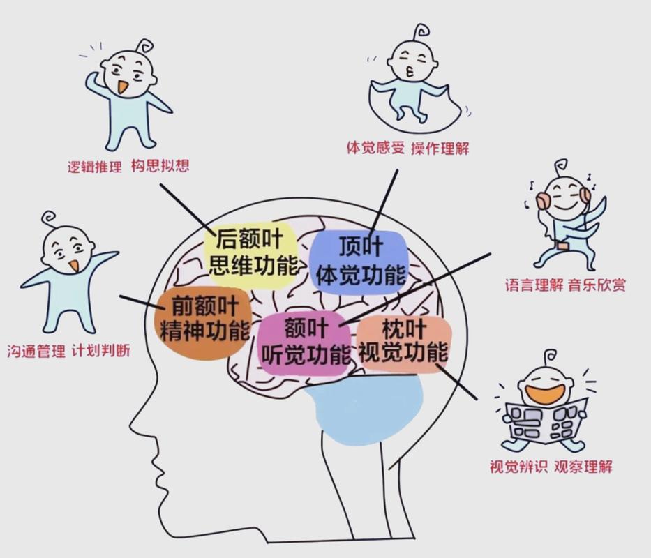 儿童大脑发育阶段示意图