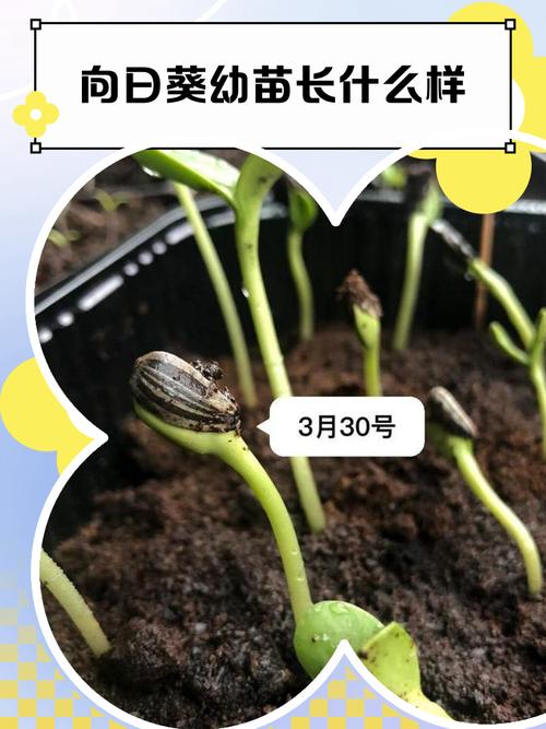 乡村小学田埂上学生蹲在菜地看被暴雨冲倒的向日葵苗