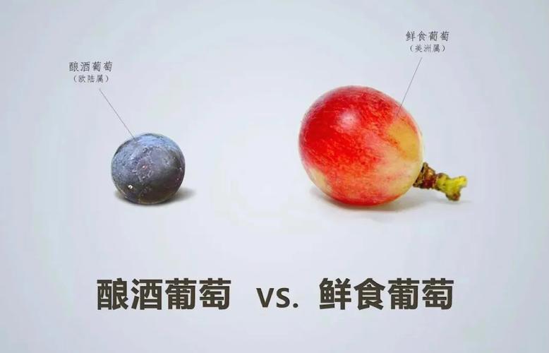 酿酒葡萄赤霞珠与鲜食葡萄巨峰对比图