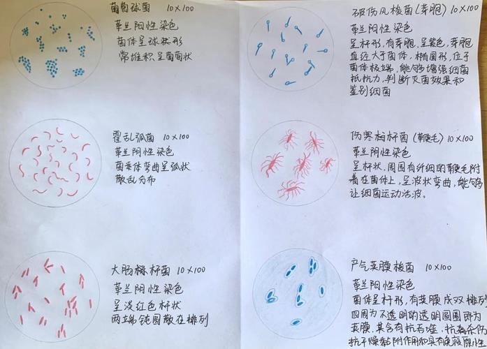 儿童认知中细菌具象化手绘示意图