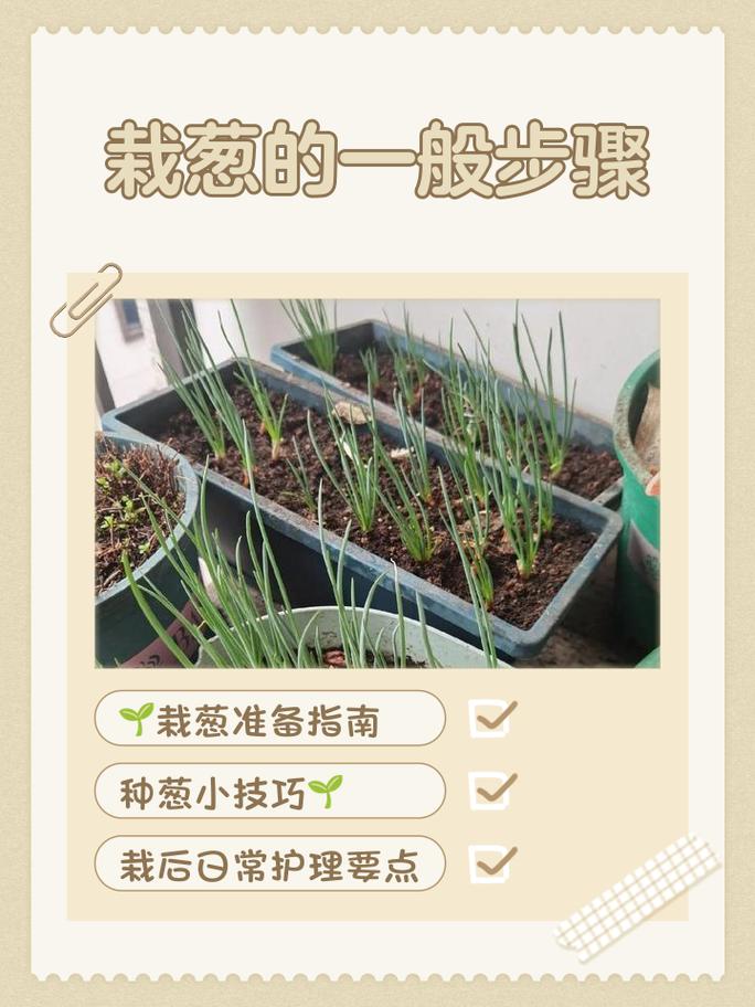 阳台花盆种植香葱剪叶子过程图