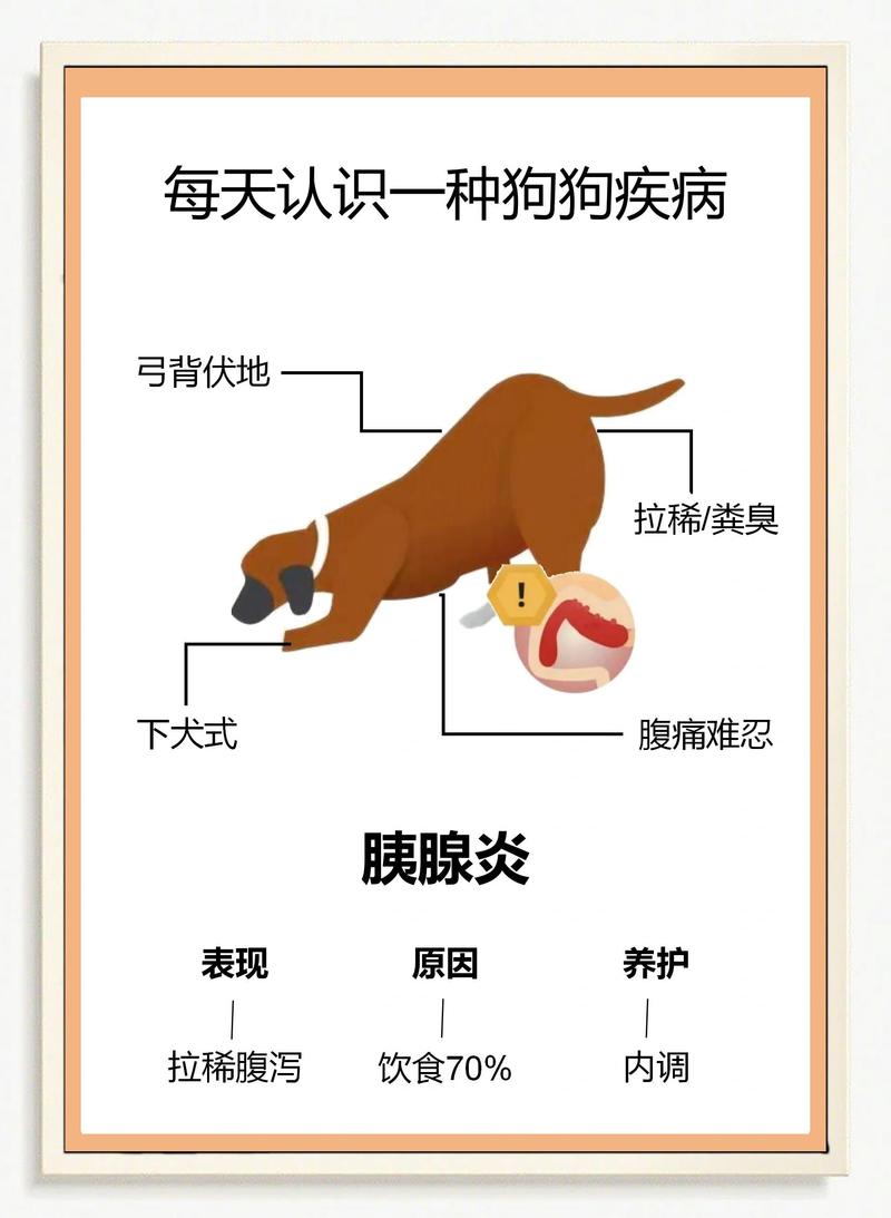 健康犬胰腺与胰腺炎病变对比图