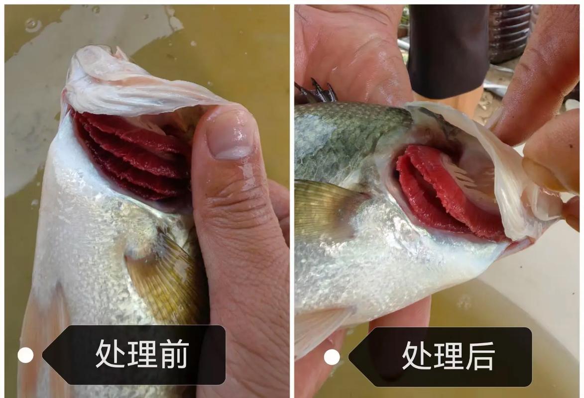 海产市场鲜鱼挑选看鱼鳃颜色图
