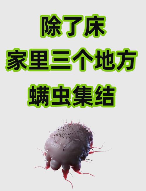 藏在角落里的螨虫,多半人都没注意到