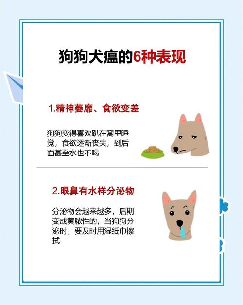 幼犬眼周黄色脓性分泌物特写