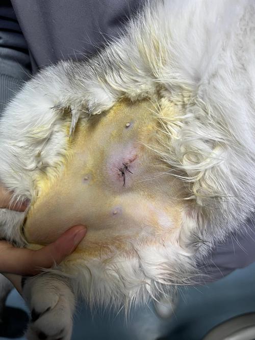猫咪绝育术后腹部无菌伤口护理图
