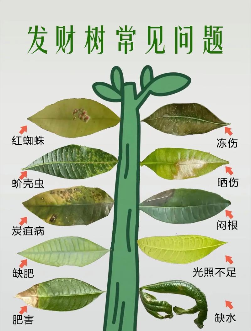 家装绿植选购检查叶片病虫害图解