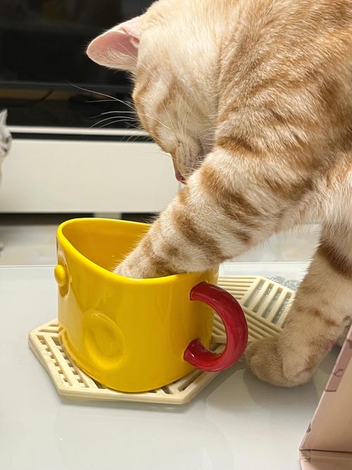 宠物猫凑在宽口陶瓷水杯边喝水的日常实拍