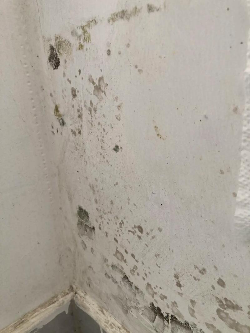 问：墙纸上霉斑点点，能直接刷漆盖住吗？