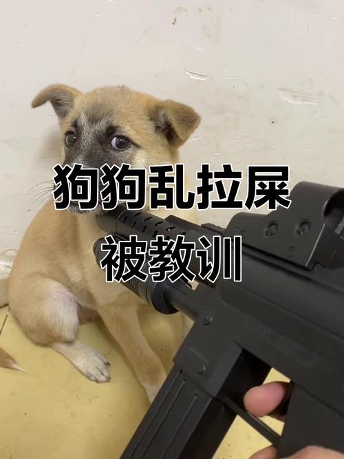 主人训斥乱排便狗狗的日常场景