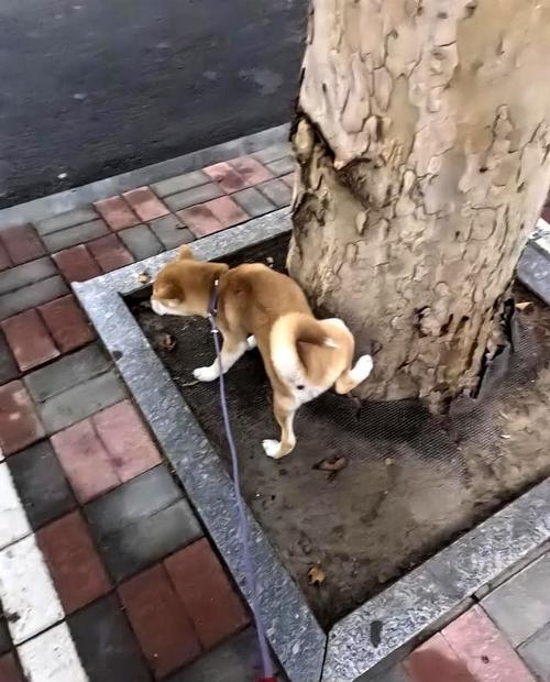 狗狗在户外树干抬腿标记实拍
