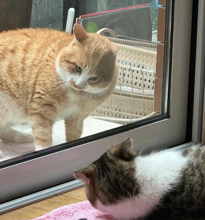 猫咪撞玻璃门搞笑视频爆笑瞬间
