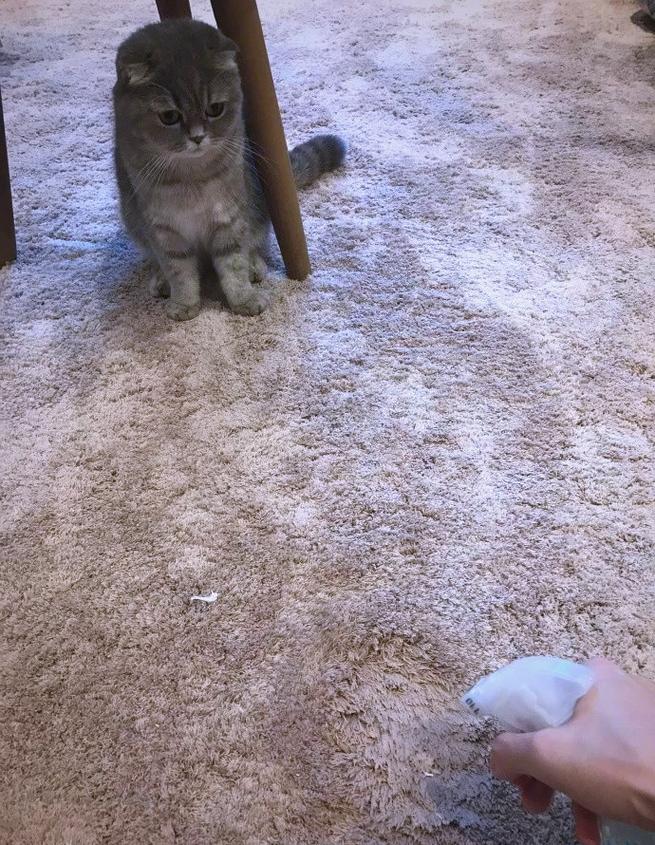 宠物主人按着沾尿地毯训斥猫咪的实拍