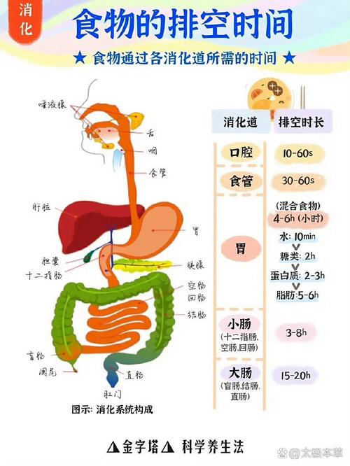 健康科普人体胃排空时间参考图
