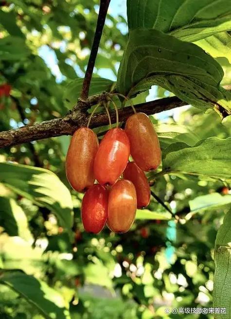 果实:植物给人类最甜蜜的陷阱-因为所以