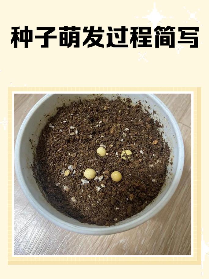 打破低温休眠后的月季种子萌发实拍图