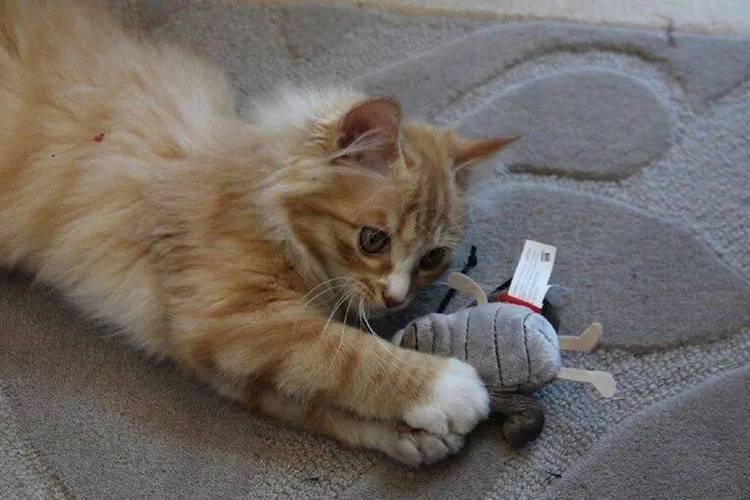 猫咪把毛绒玩具叼到主人床头实拍