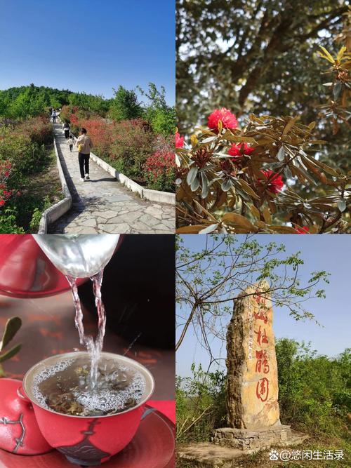 湖北南漳鱼泉河周边荆山春季茶园风光