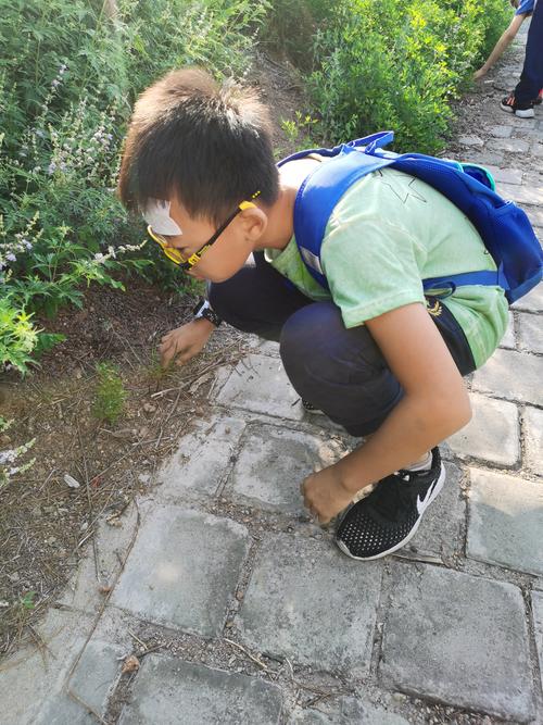 穿小学校服的小男孩蹲在路边凑脸观察草叶上的小虫子