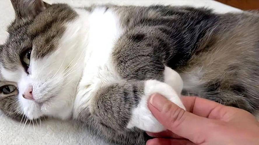 猫咪躲开人类抚摸时的侧身动作实拍