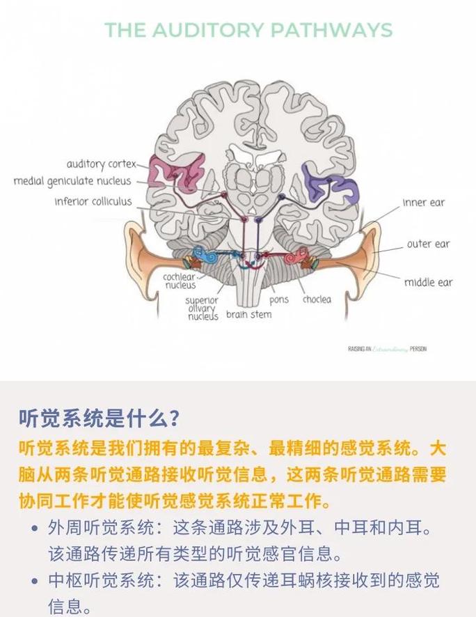 神经科学图示大脑听觉皮层对押韵的反应热区
