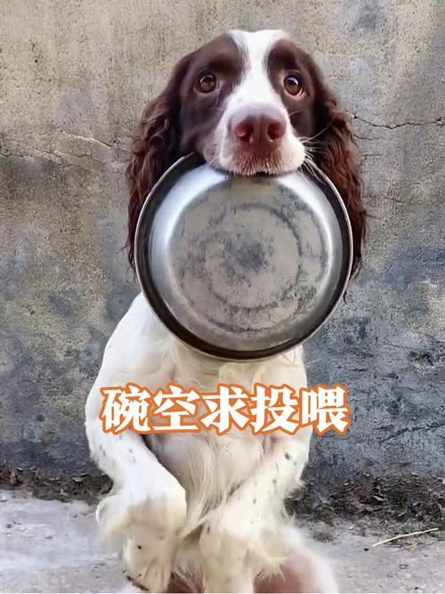 宠物主人错误抢狗饭碗训练实拍