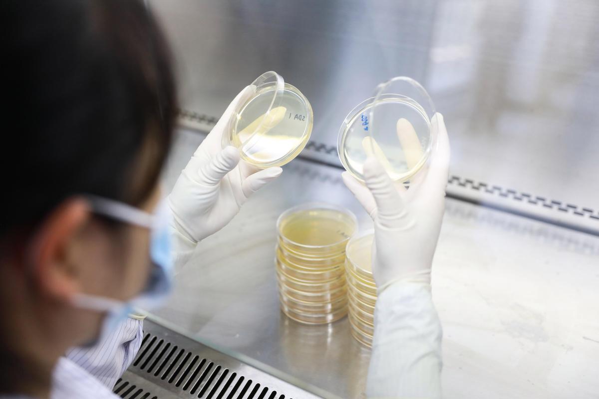合成生物学实验室手持培养皿操作场景