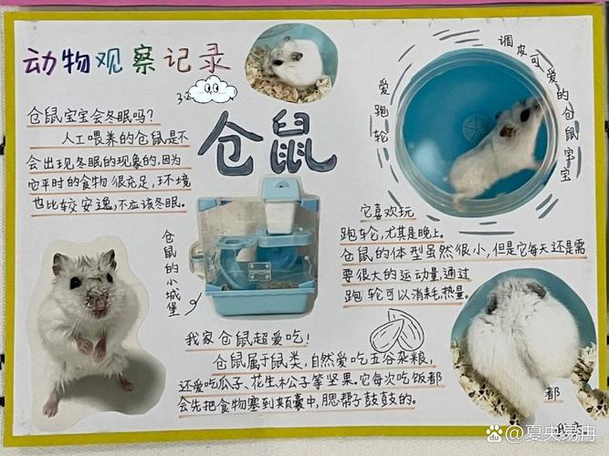 小学生手绘仓鼠哺乳动物特征周记