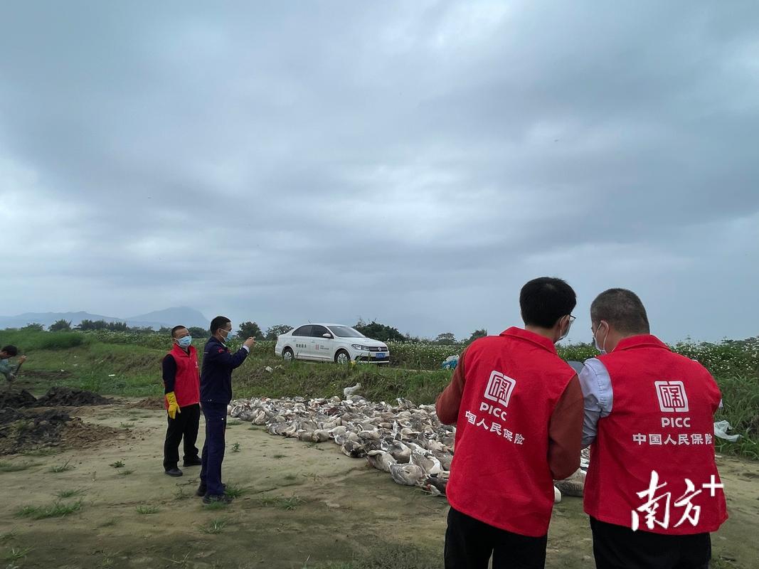 养殖险理赔工作人员现场清点死亡家禽数量