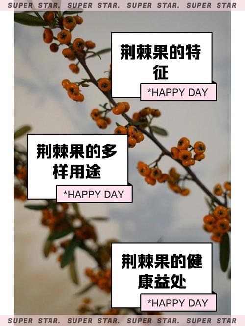 荆棘的果实：最甜的东西往往藏得最深