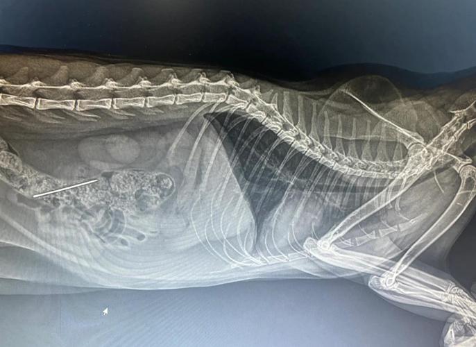 猫咪误食异物腹部X光片影像图