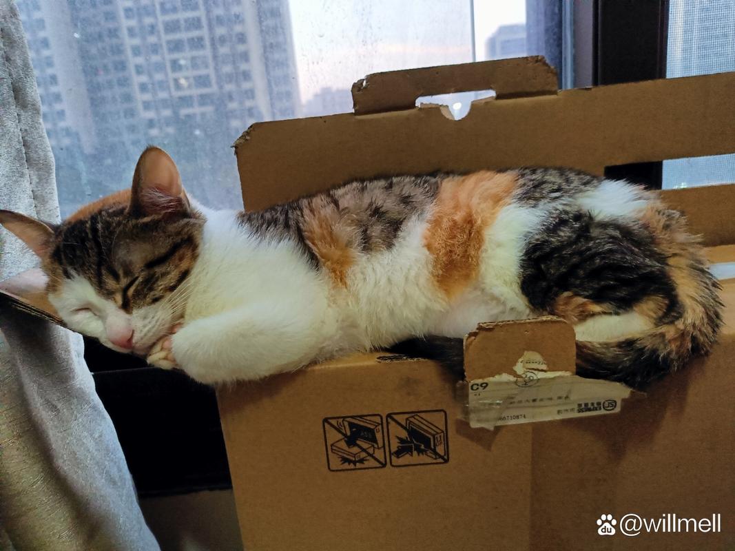 猫咪趴在客厅打开的航空箱里睡觉