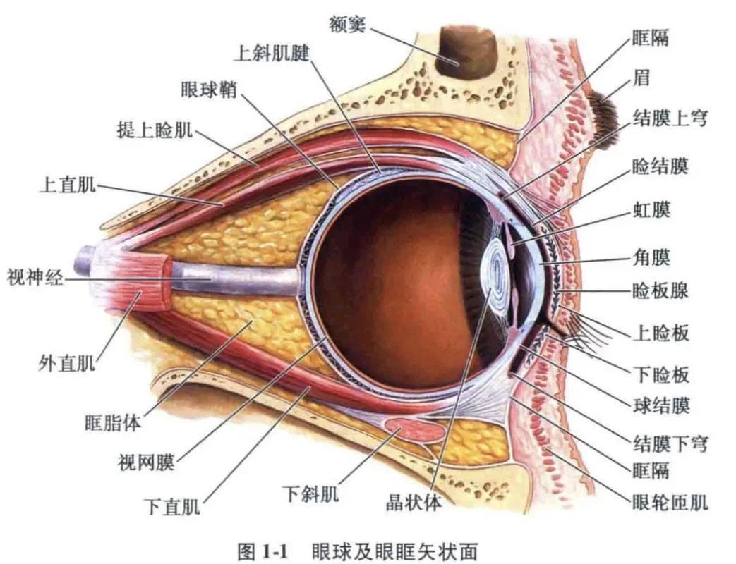 鹰眼视网膜双中央凹结构示意图