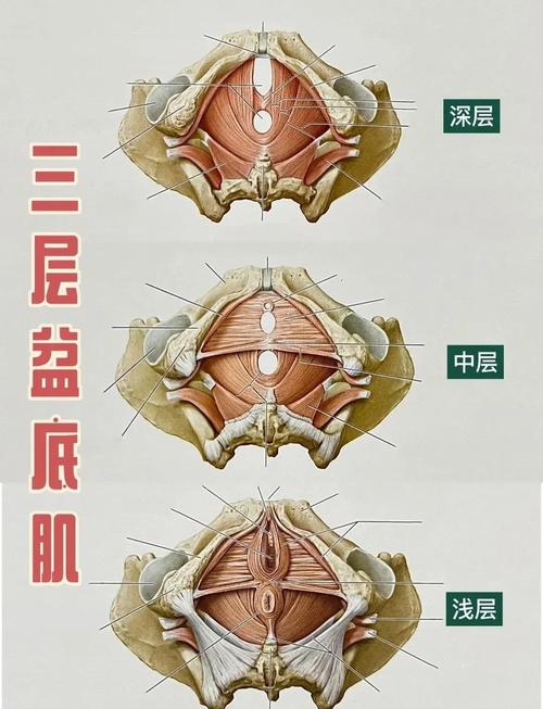 儿童盆底肌发育解剖示意图