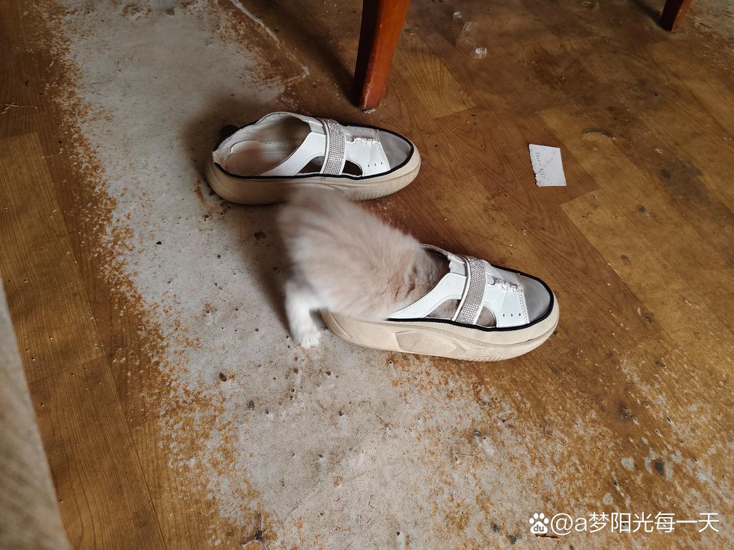 成年公猫对着人类米白色帆布鞋鞋尖喷尿的实拍图