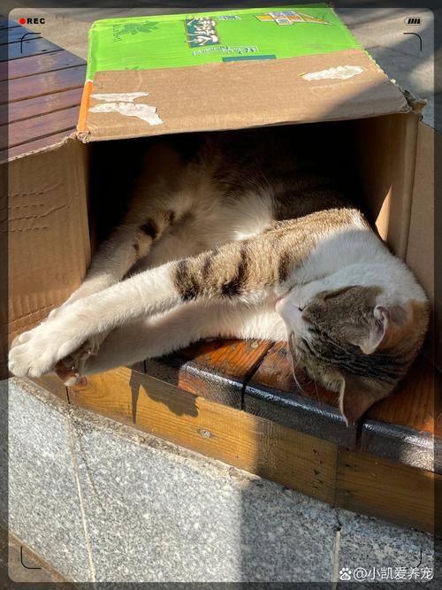 猫咪主动钻进敞开的航空箱晒太阳的日常场景