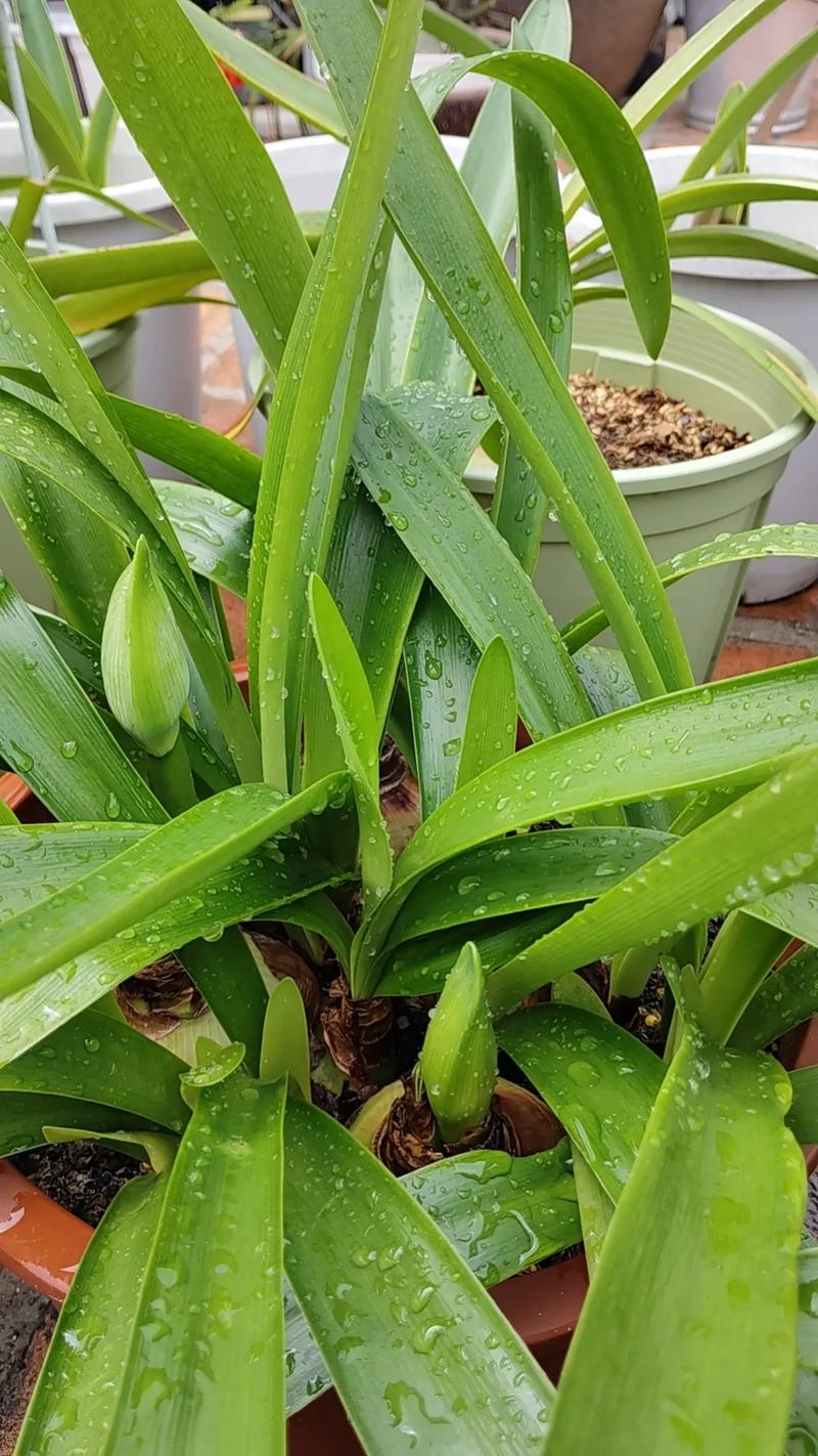 朱顶红花箭破土瞬间