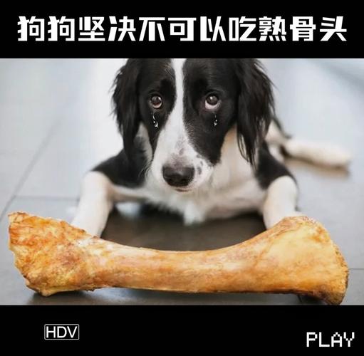 狗啃煮熟的骨头危险演示图