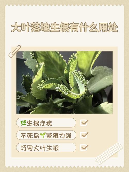 给你捋清楚可落地的用法